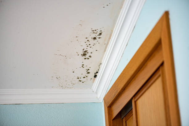 Certified Mold Removal in Lindenwold, NJ