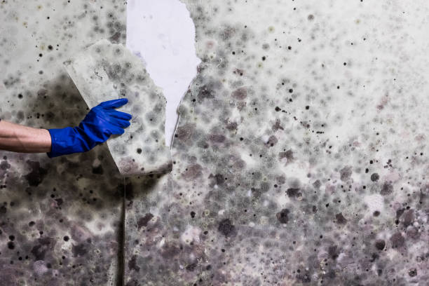 Reliable Lindenwold, NJ Mold Removal Solutions